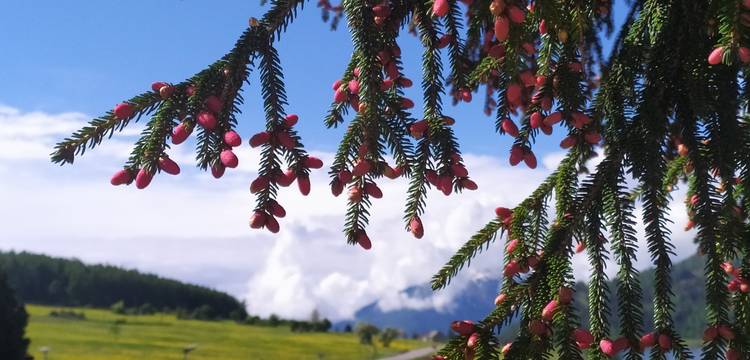 Sommer